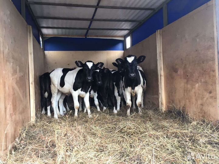 Телята бычки