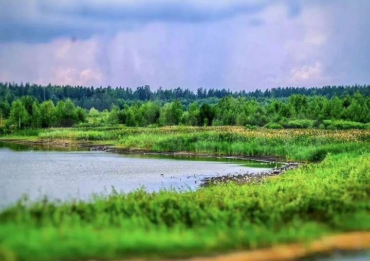 Участок 15,5 сот. (ИЖС)