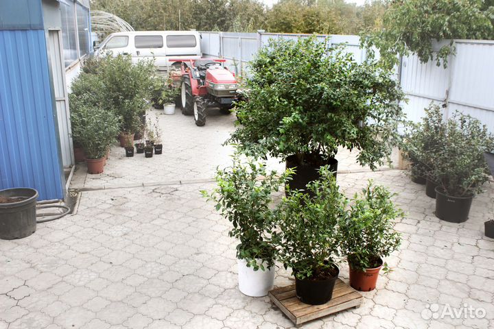 Саженцы голубики от производителя