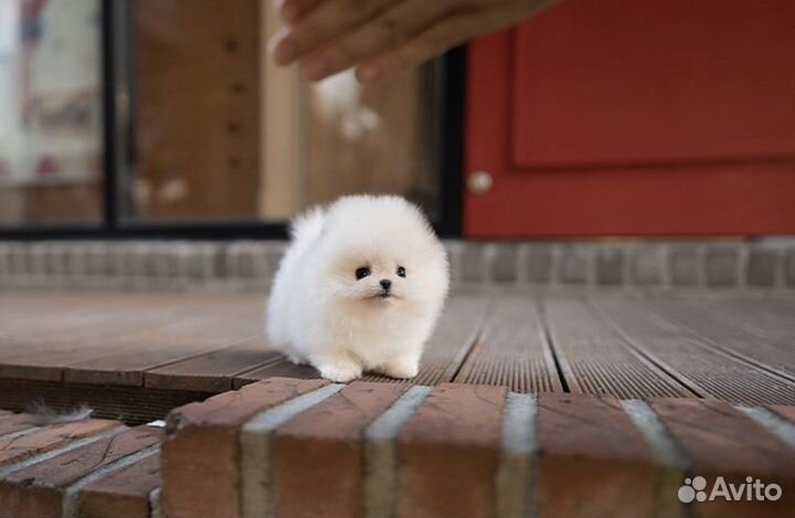 Медвежата супер мини померанцы шпицы