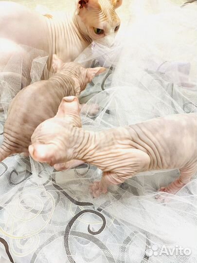 Канадский сфинкс эльф