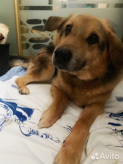 Домашняя собака в приюте Ищем дом