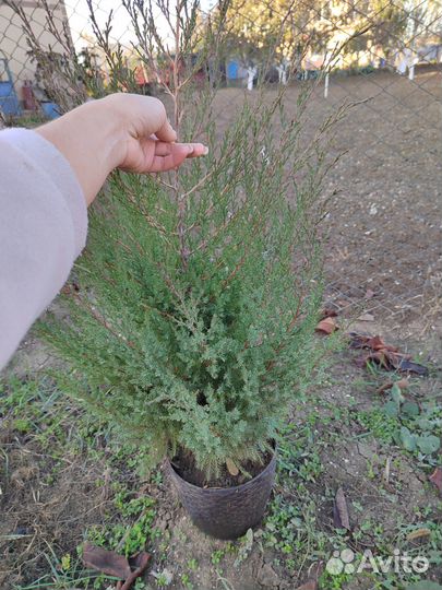 Можжевельник вергинский