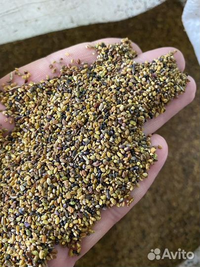 Люцерна семена