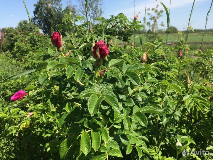 Роза морщинистая (роза ругоза), шиповник