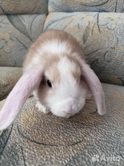 Декоративные кролики