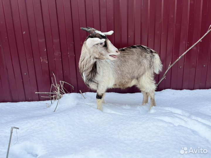 Козочки 7 месяцев. Альпо/Нубы