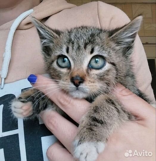 Котенок ищет дом