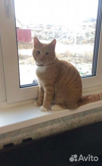 Передержка кошек