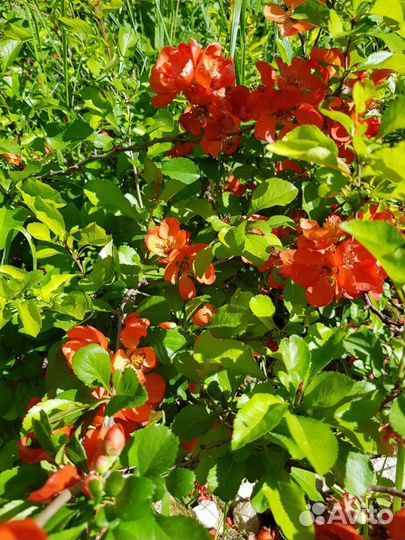 Айва Японская (хеномелес)