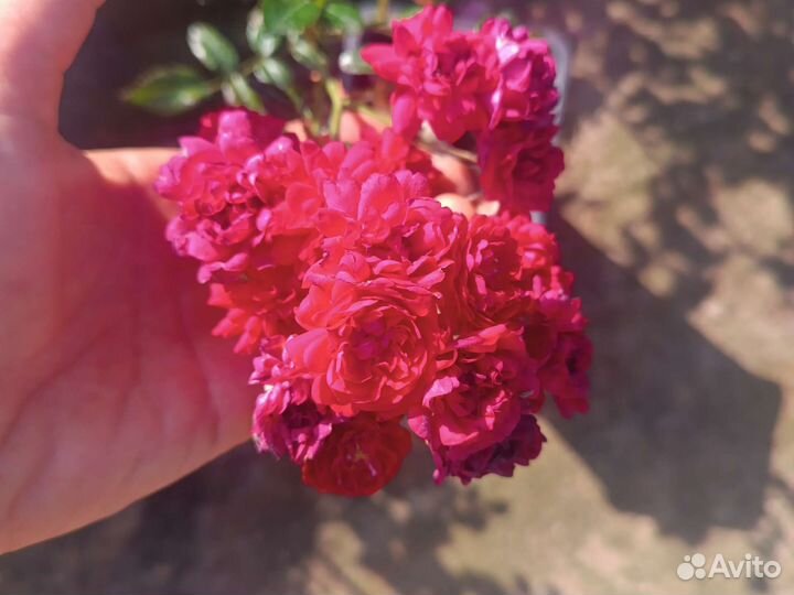 Саженцы Роз пр-во красный яр