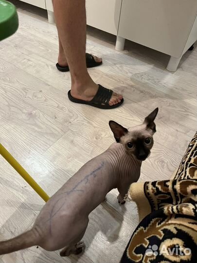 Канадский сфинкс