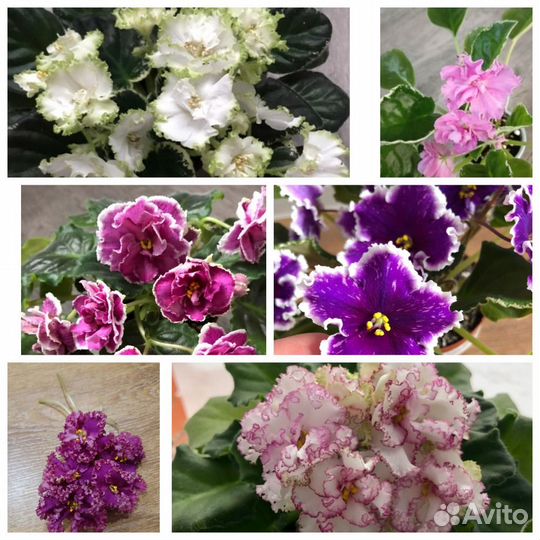 Сортовые фиалки