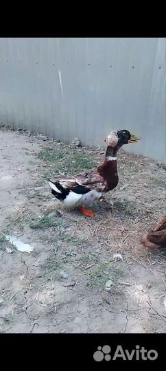 Гусята и утки