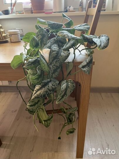 Сциндапсус экзотика