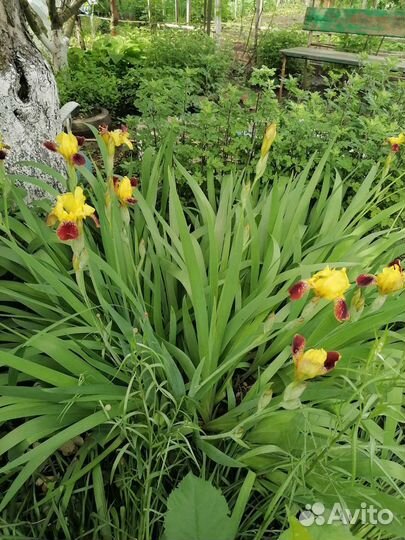 Хоста и ирисы