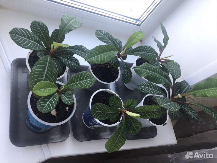 Молочай. Детки