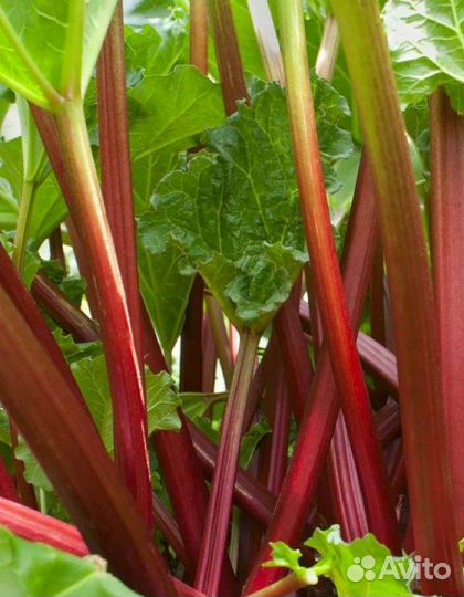 Ревень стебли