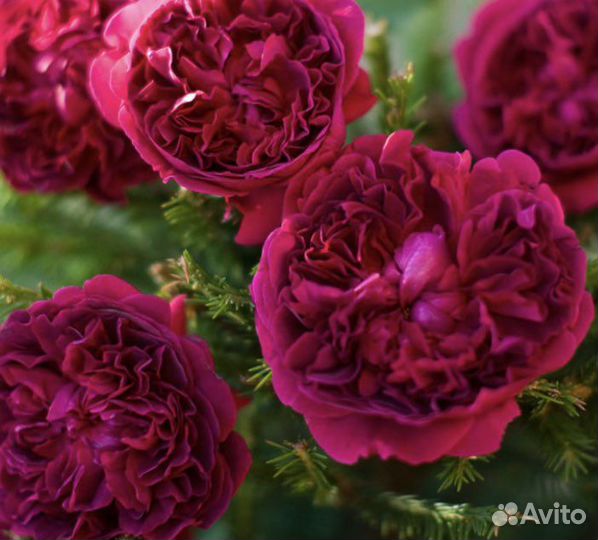 Роза Вильям Шекспир