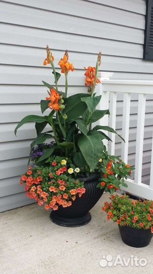 Горшечные композиции для балкона и сада