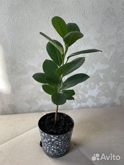 Фикус мокламе