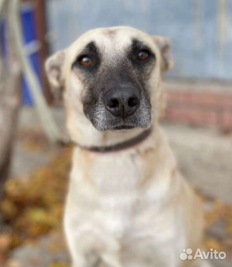 Собака компаньон