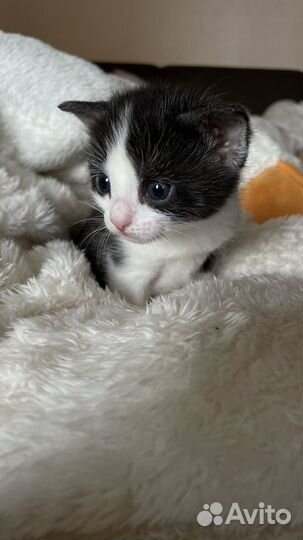 Кошки бесплатно