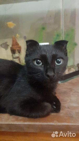 Котик в добрые руки