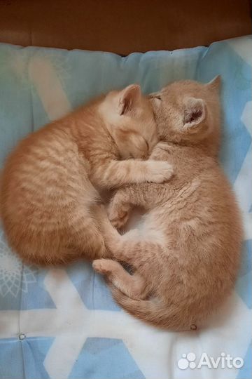 Отдам котят в добрые руки 2 мальчика