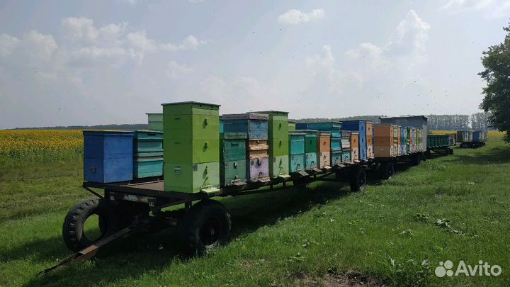 Тамбовский мёд 2023 и продукты пчеловодства