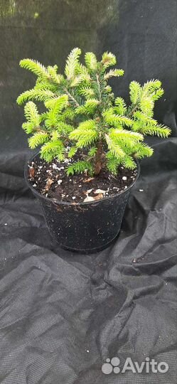 Ель нидиформис