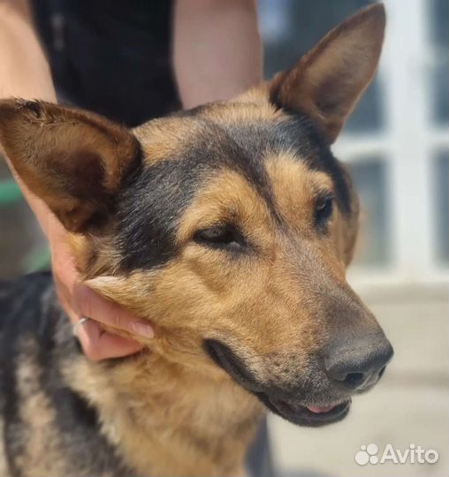 Найда ищет дом