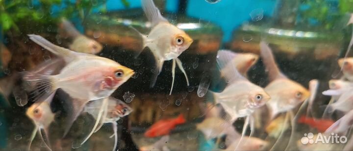 Аквариумные рыбки Золотая скалярия