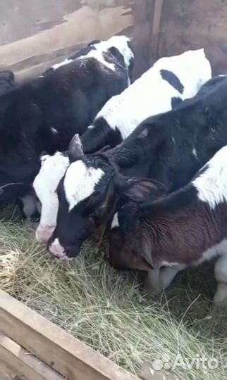 Бычки на откорма. С доставкой