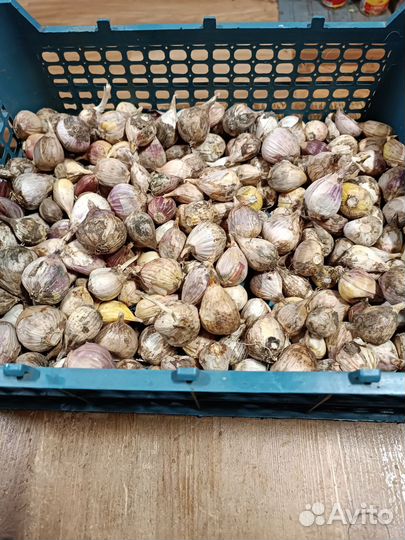 Чеснок для посадки