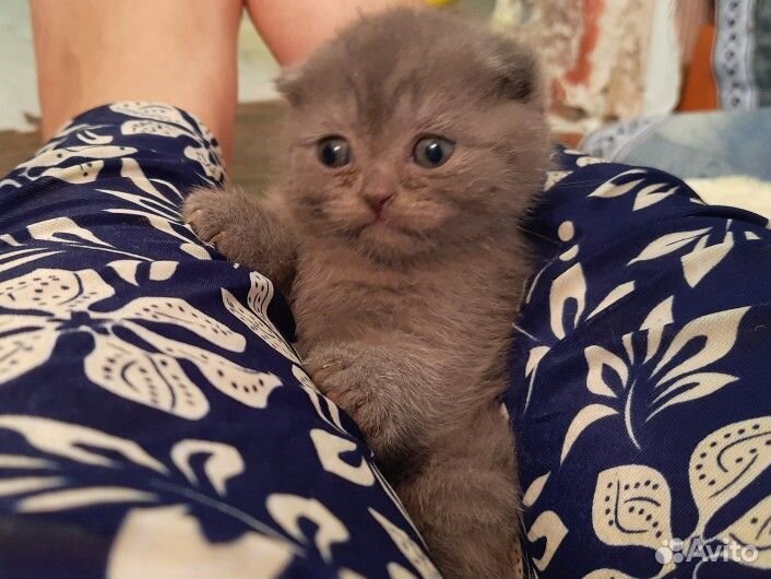 Шотландская вислоухоая девочка