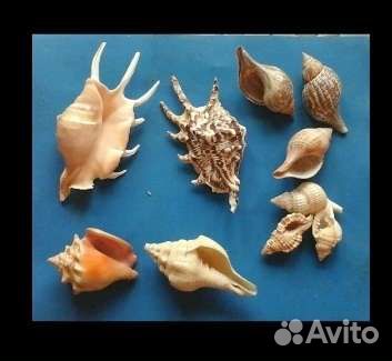 Раковины в небольшом количестве