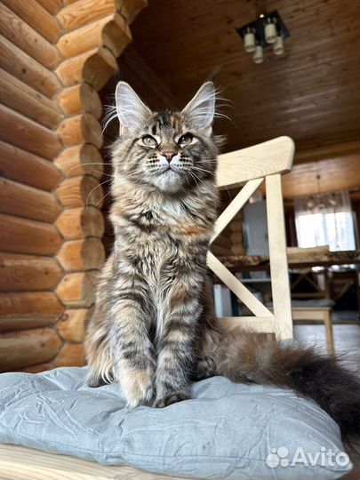 Котята Мейн-кун