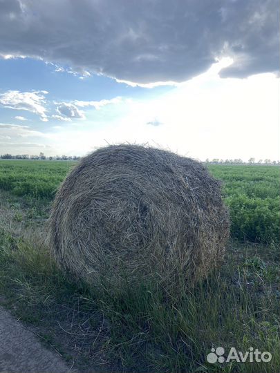 Люцерна в тюках