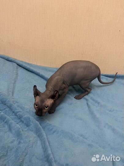 Сфинкс эльф