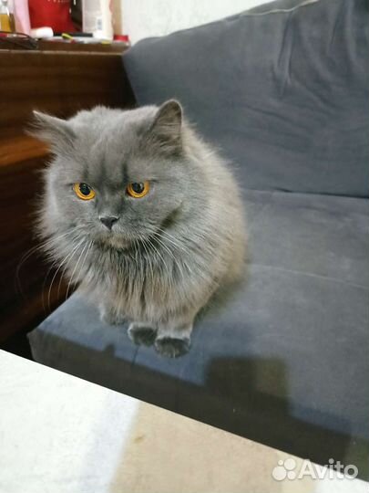 Британская кошка