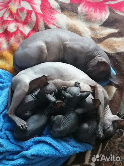 Канадский сфинкс котенок, девочка