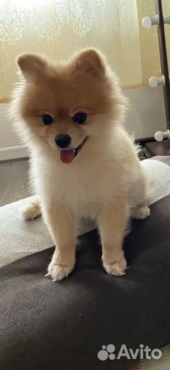 Шпиц ищет невесту