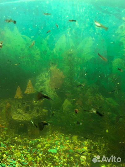 Рыбки гуппи