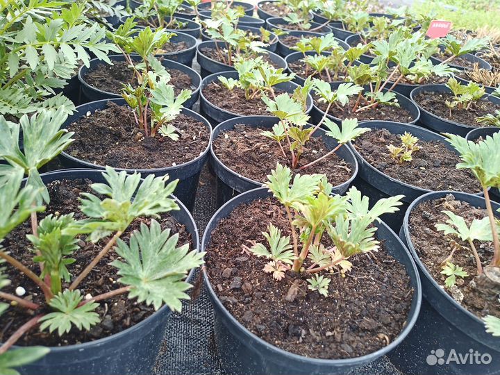 Неприхотливые многолетники для сада