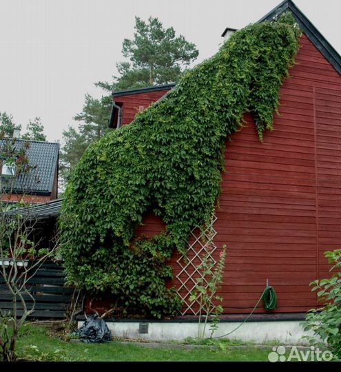 Дикий (девичий) виноград