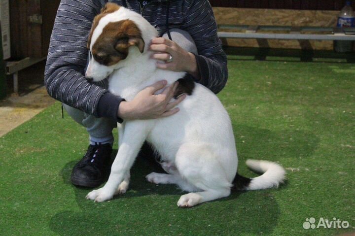 Щенок подросток ищет дом