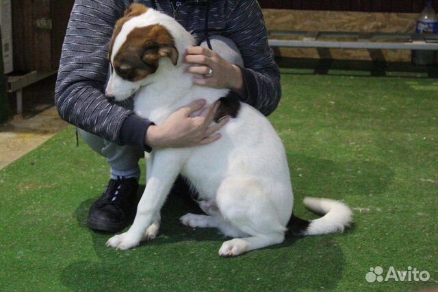 Щенок подросток ищет дом