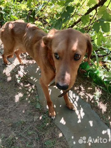 Собака в добрые руки