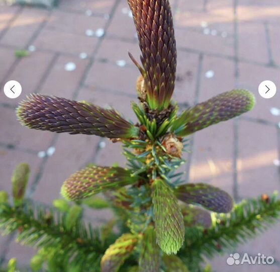 Ель Ротер Аустриб